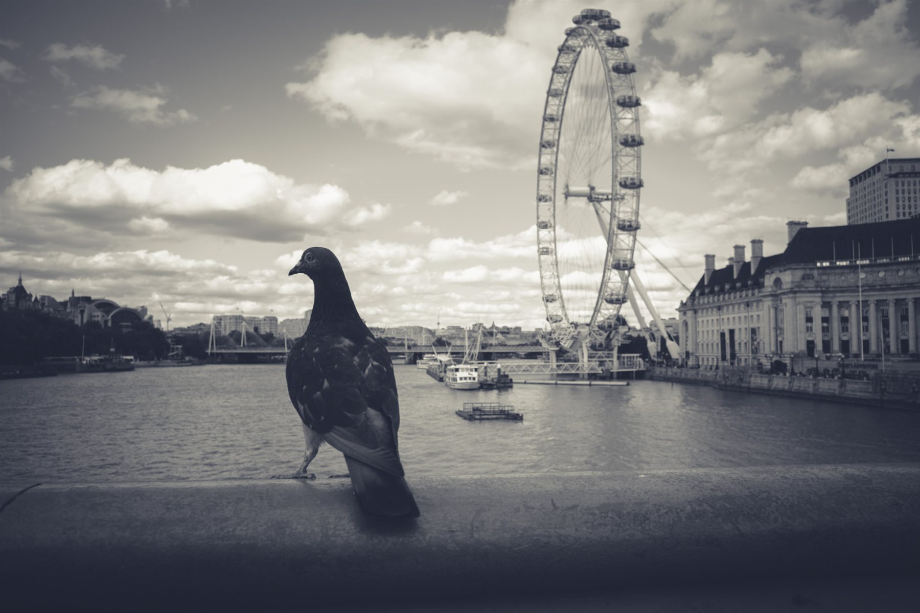 A pigeon on a bridge railing with the London Eye behind